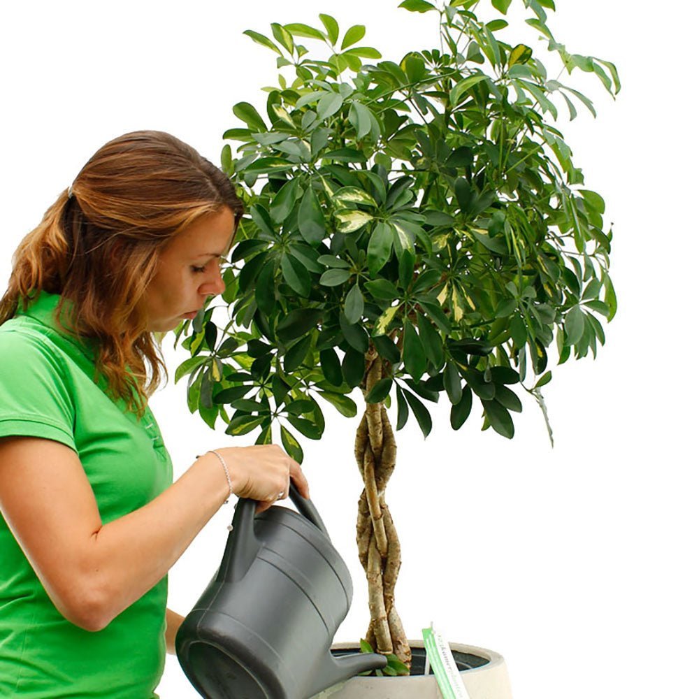 Palmierul Umbrela (Schefflera) Gold Capella - 190 cm