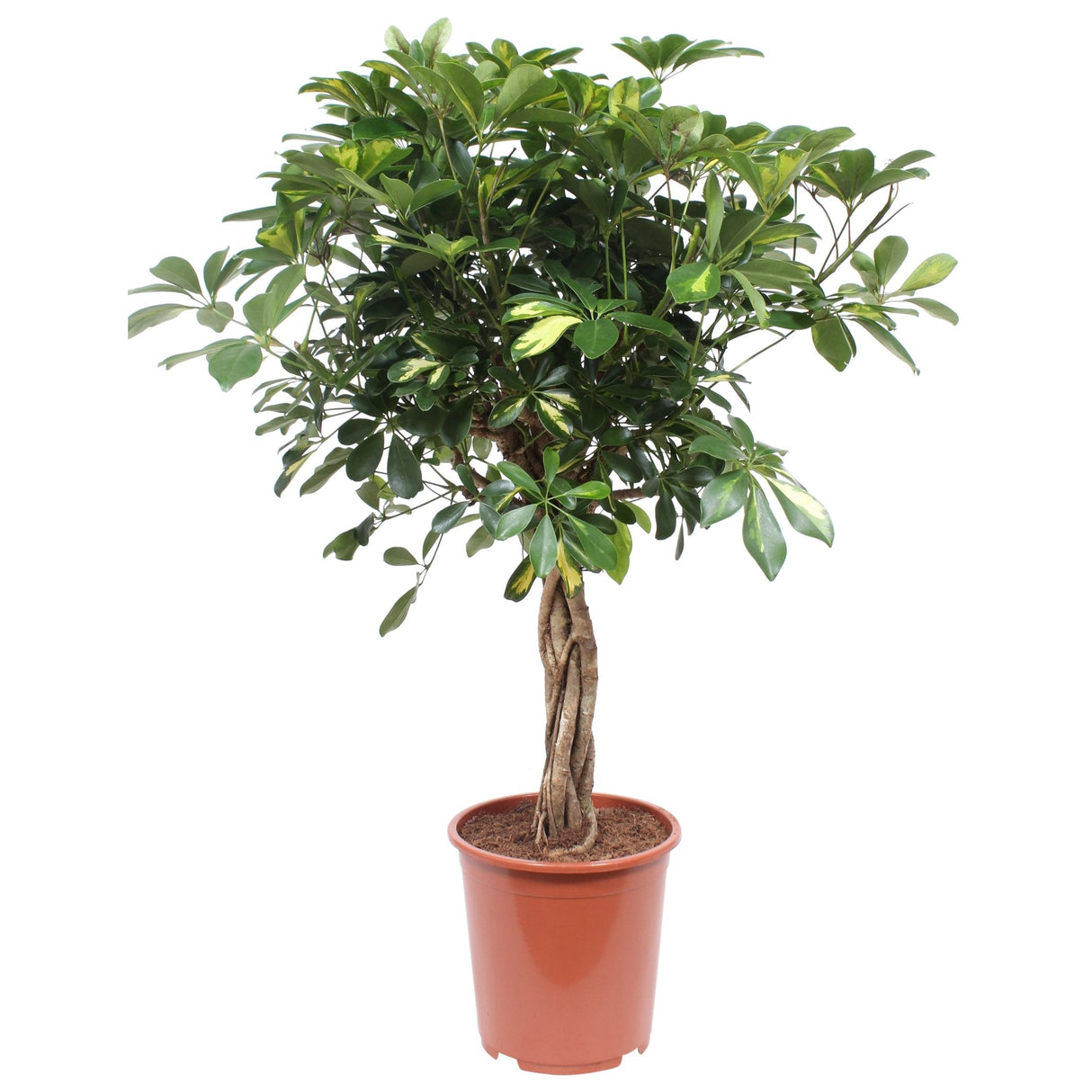 Palmierul Umbrela (Schefflera) Gold Capella - 75 cm