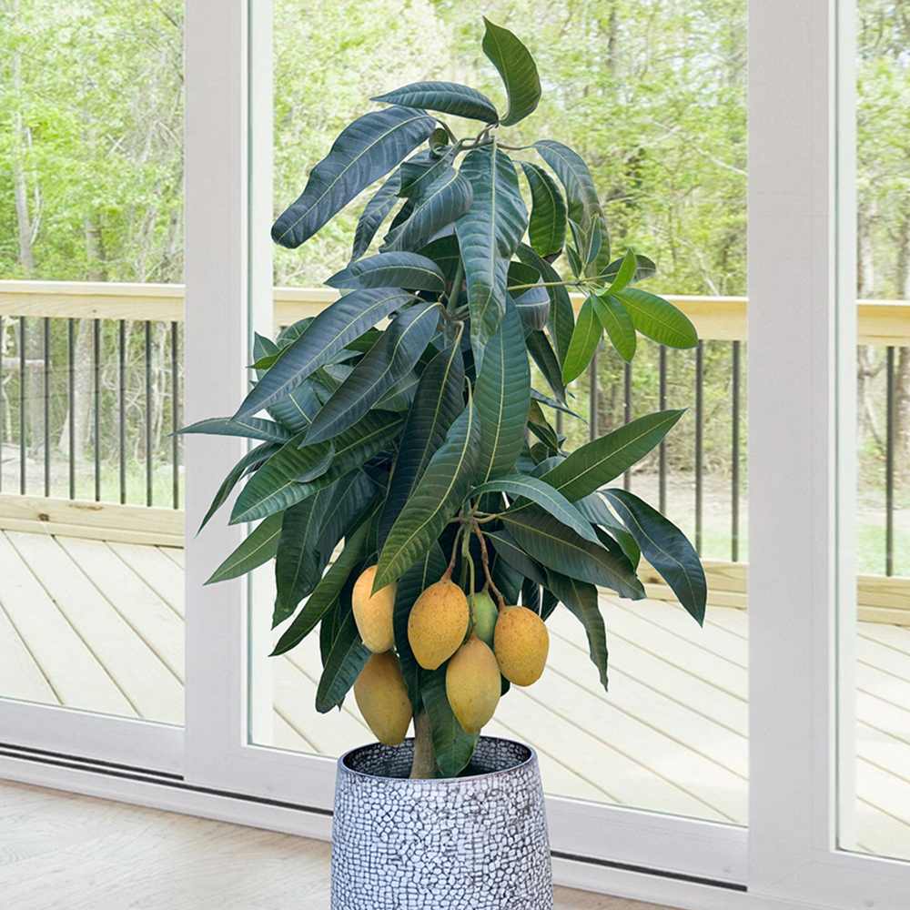 Papaya in ghiveci – pom fructifer exotic, planta de interior, cu fructe comestibile tropicale