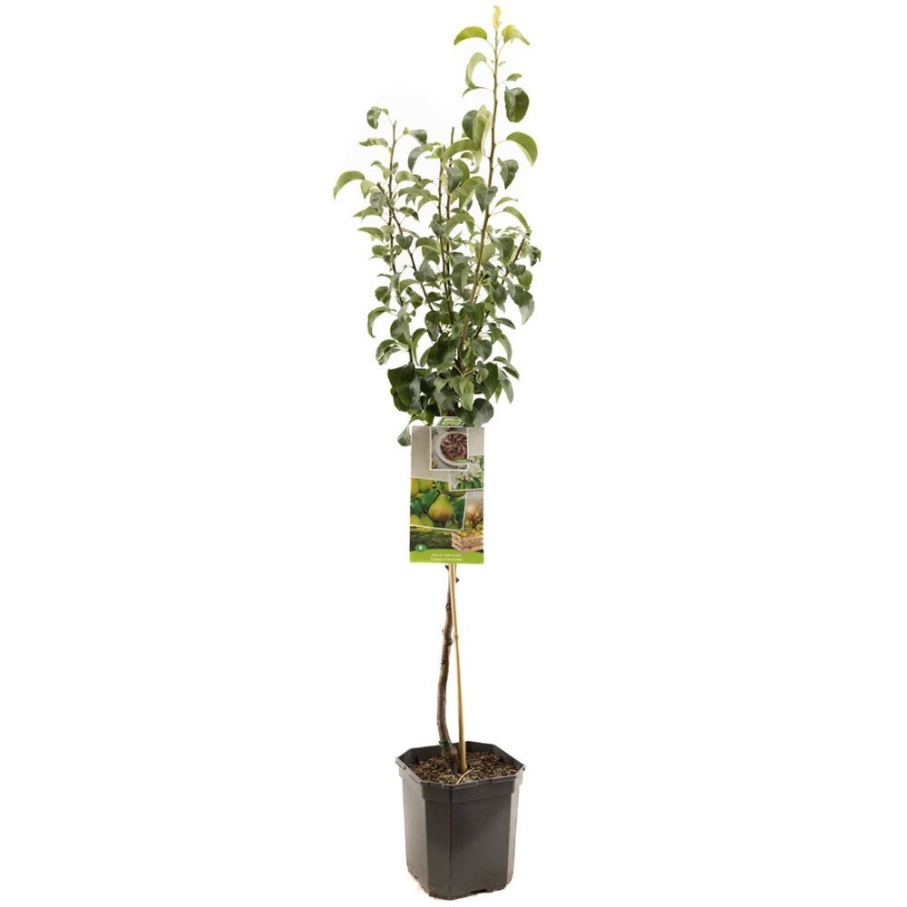 Par Clapp's Favourite (Pyrus Communis), cu fructe dulci galben-verzui
