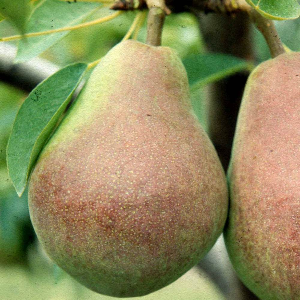 Par Clapp's Favourite (Pyrus Communis), cu fructe dulci galben-verzui
