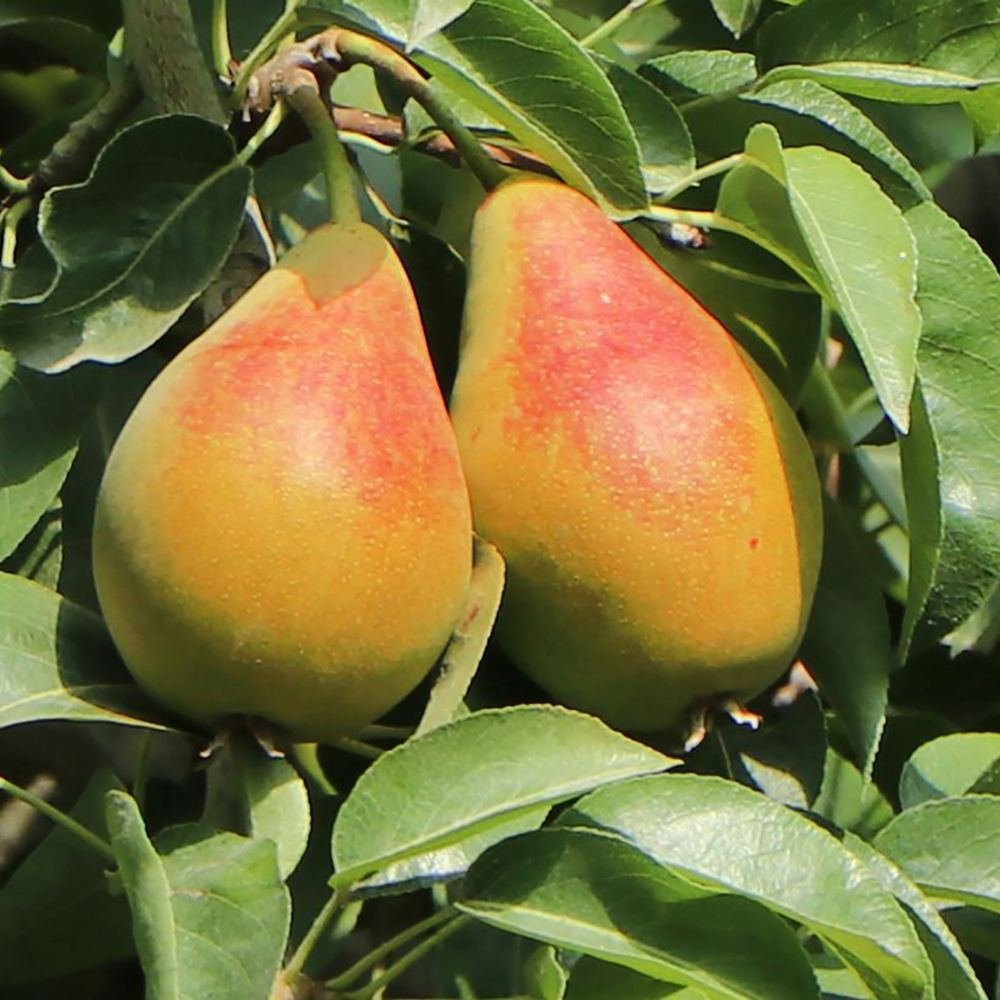 Par Columnar Obelisk (Pyrus Communis), cu fructe dulci verde-galbui