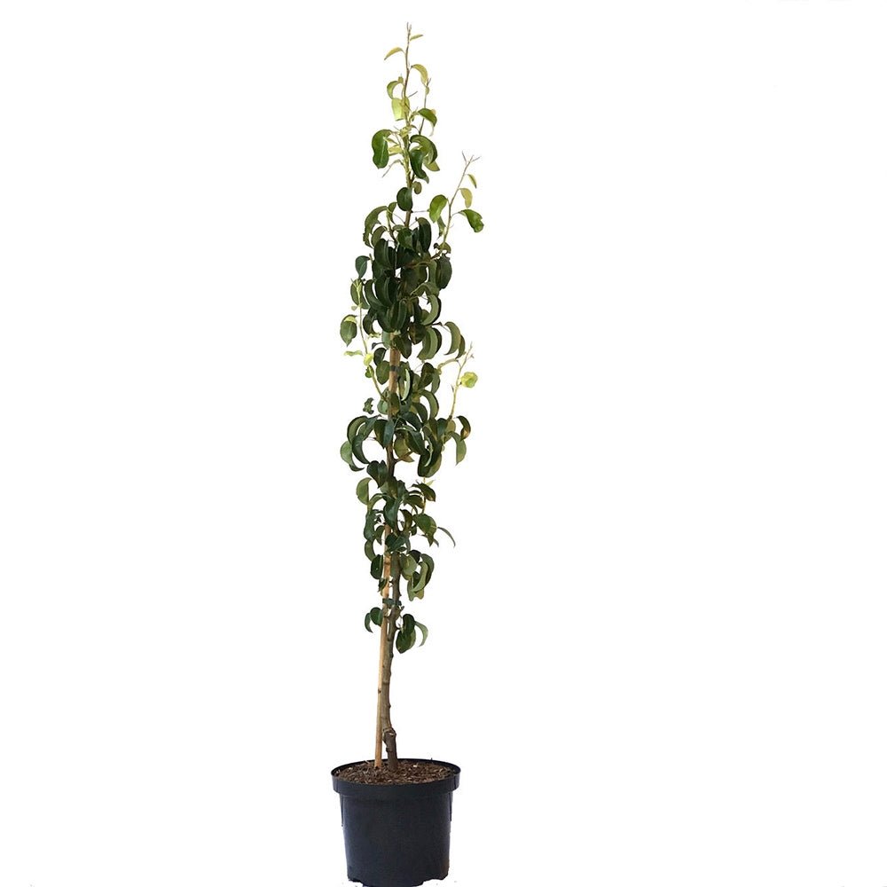 Par Columnar Obelisk (Pyrus Communis), cu fructe dulci verde-galbui