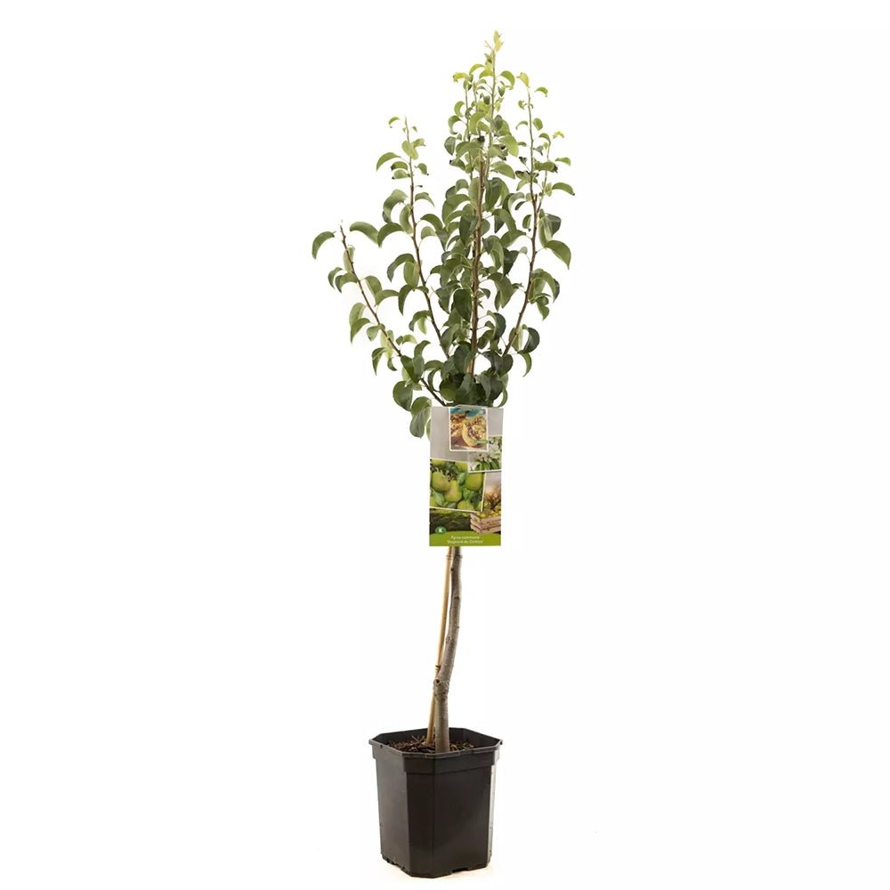 Par (Pyrus Communis) Comice, cu fructe dulci rafinat