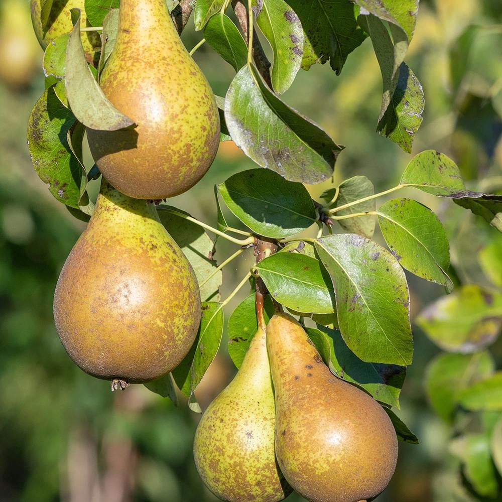 Par (Pyrus Communis) Conference, cu fruncte alungite dulci si suculente