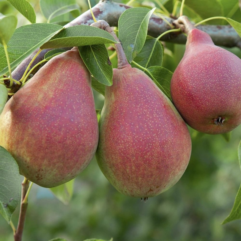 Par Rode Vrucht (Pyrus Communis), cu fructe dulci rosii