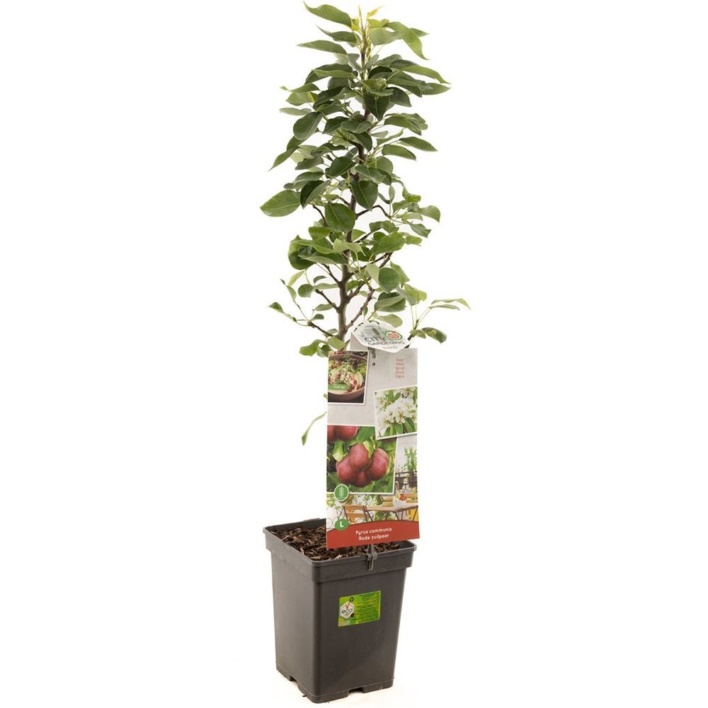 Par Rode Vrucht (Pyrus Communis), cu fructe dulci rosii