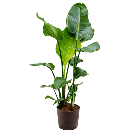 Стрелиция Николай (Райска птица) - 150см