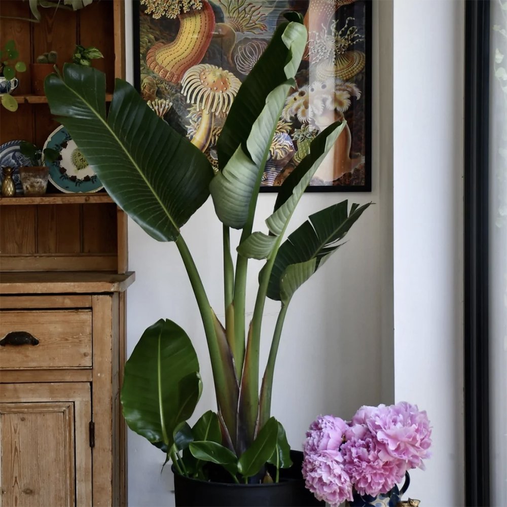 Strelitzia Nicolai (Pasarea Paradisului) - 100 cm