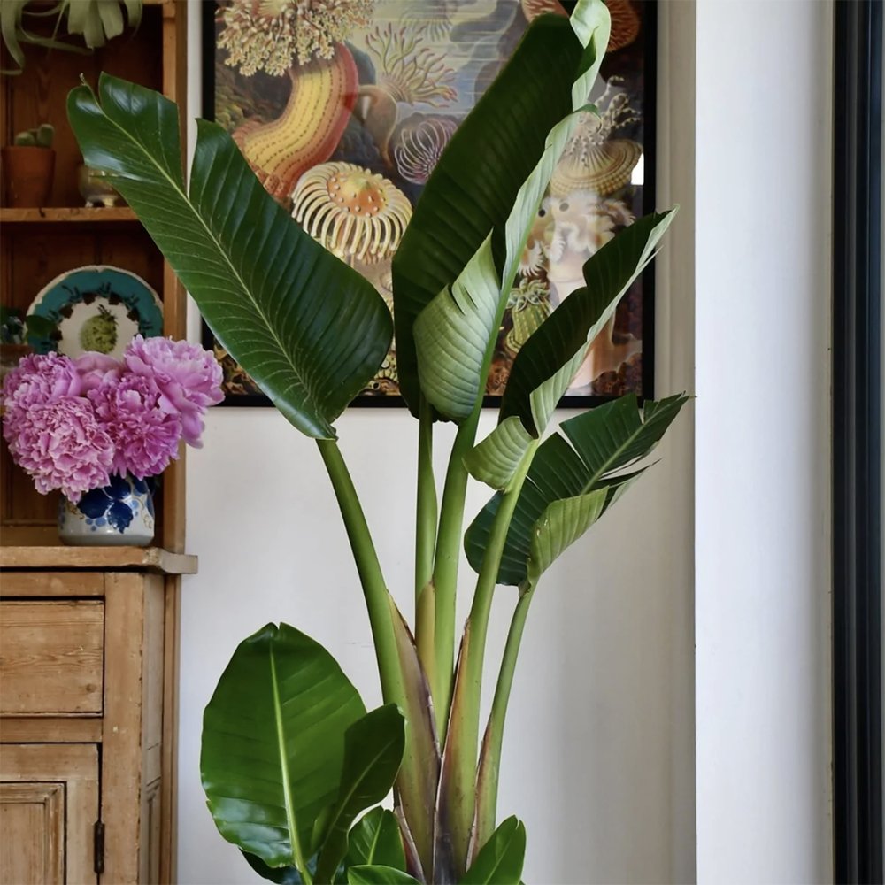 Strelitzia Nicolai (Pasarea Paradisului) - 160 cm