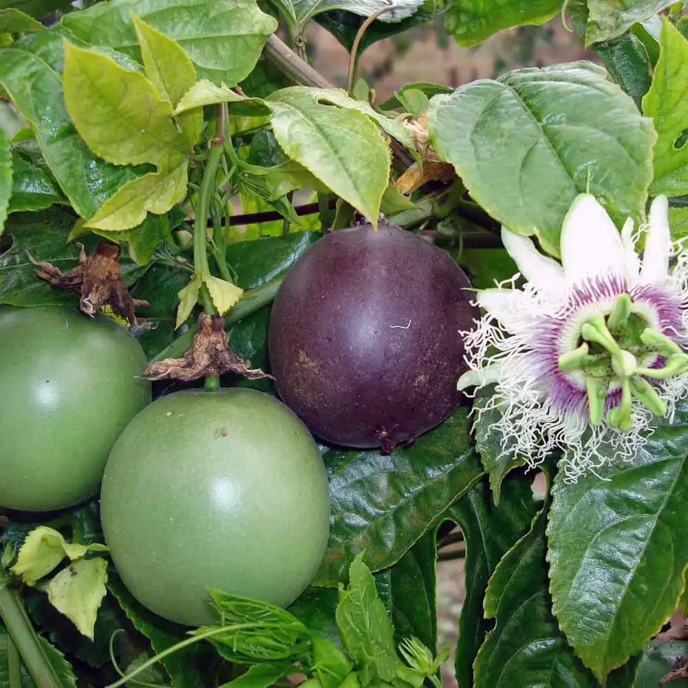Маракуя плод на страстта (Passiflora edulis), пасифлора с екзотични виолетови ароматни плодове