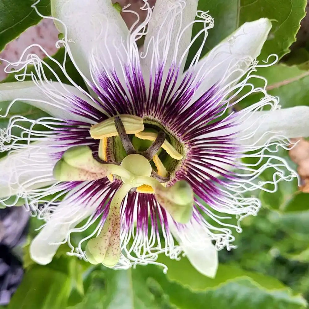 Маракуя плод на страстта (Passiflora edulis), пасифлора с екзотични виолетови ароматни плодове