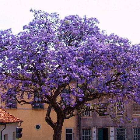 Дърво на принцеса - Paulownia Tomentosa