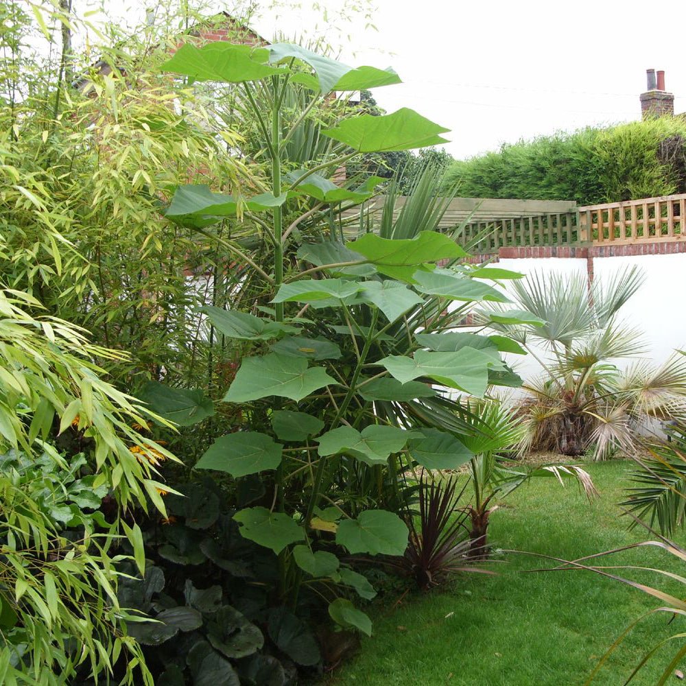 Arborele Printesei- Paulownia Tomentosa