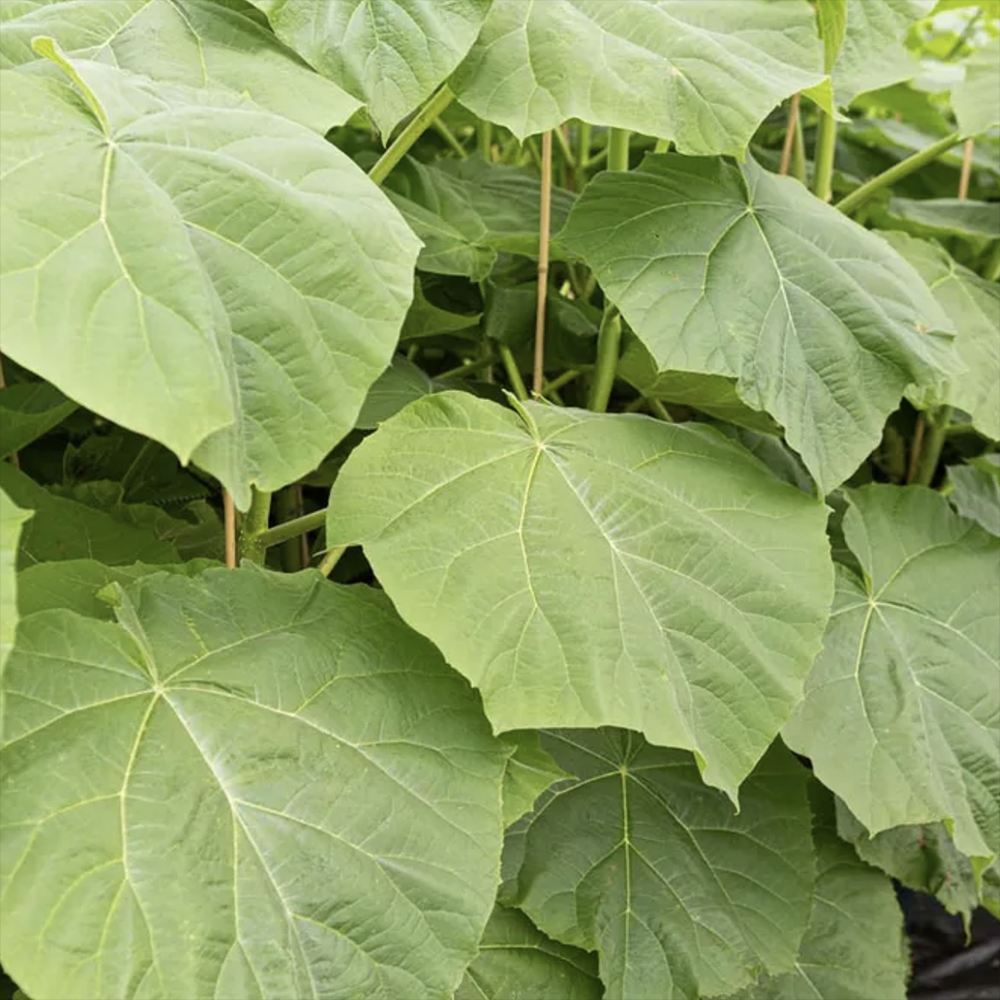 Дърво на принцесата – Paulownia Tomentosa, с лилаво-малинови цветове