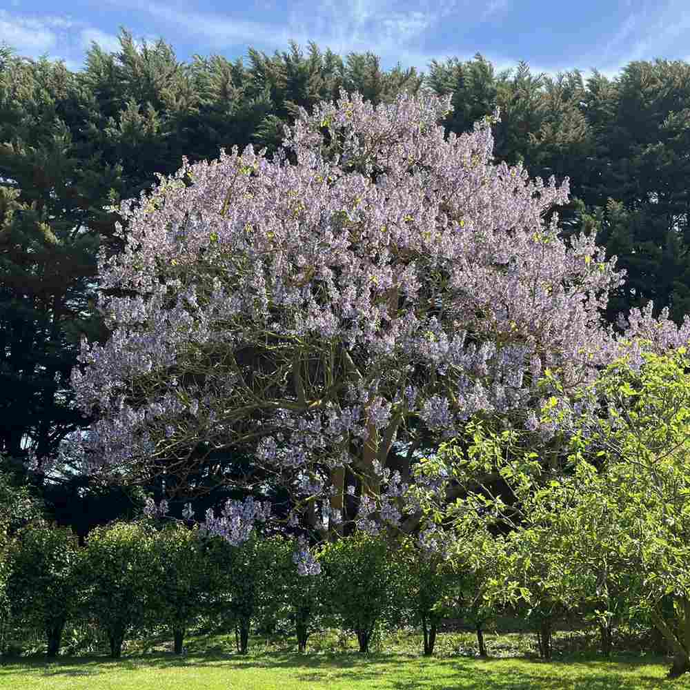 Дърво на принцесата – Paulownia Tomentosa, с лилаво-малинови цветове