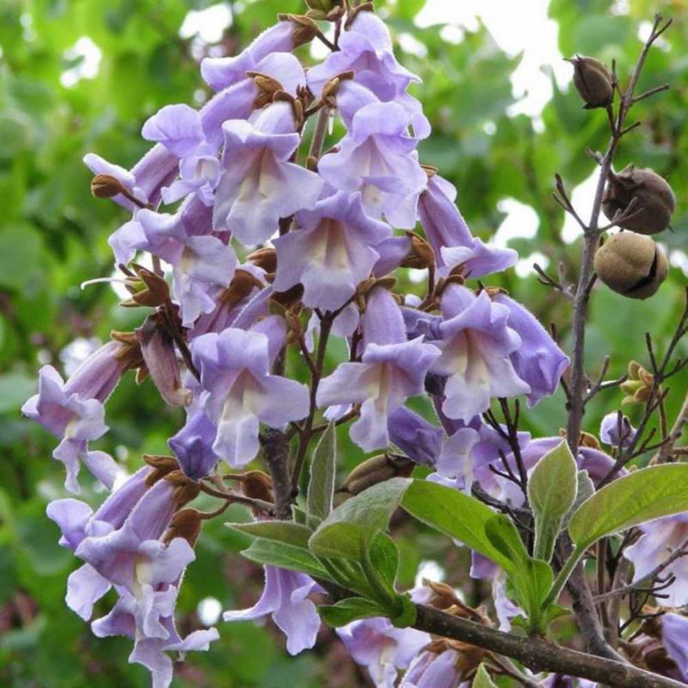 Дърво на принцесата – Paulownia Tomentosa, с лилаво-малинови цветове