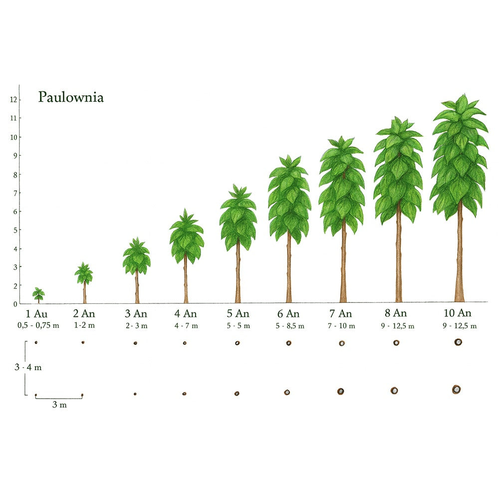 Дърво на принцесата – Paulownia Tomentosa, с лилаво-малинови цветове