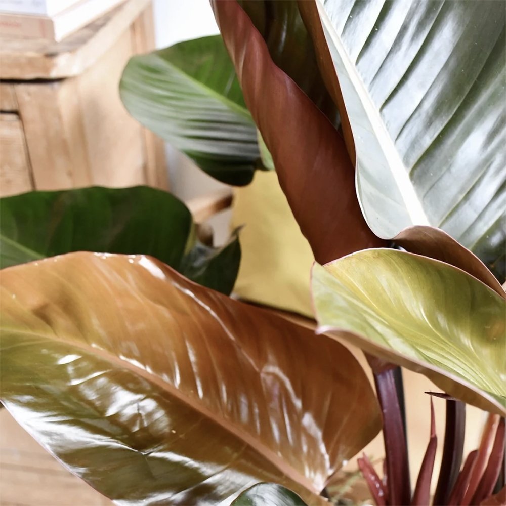 Philodendron Imperial Red - 45 cm