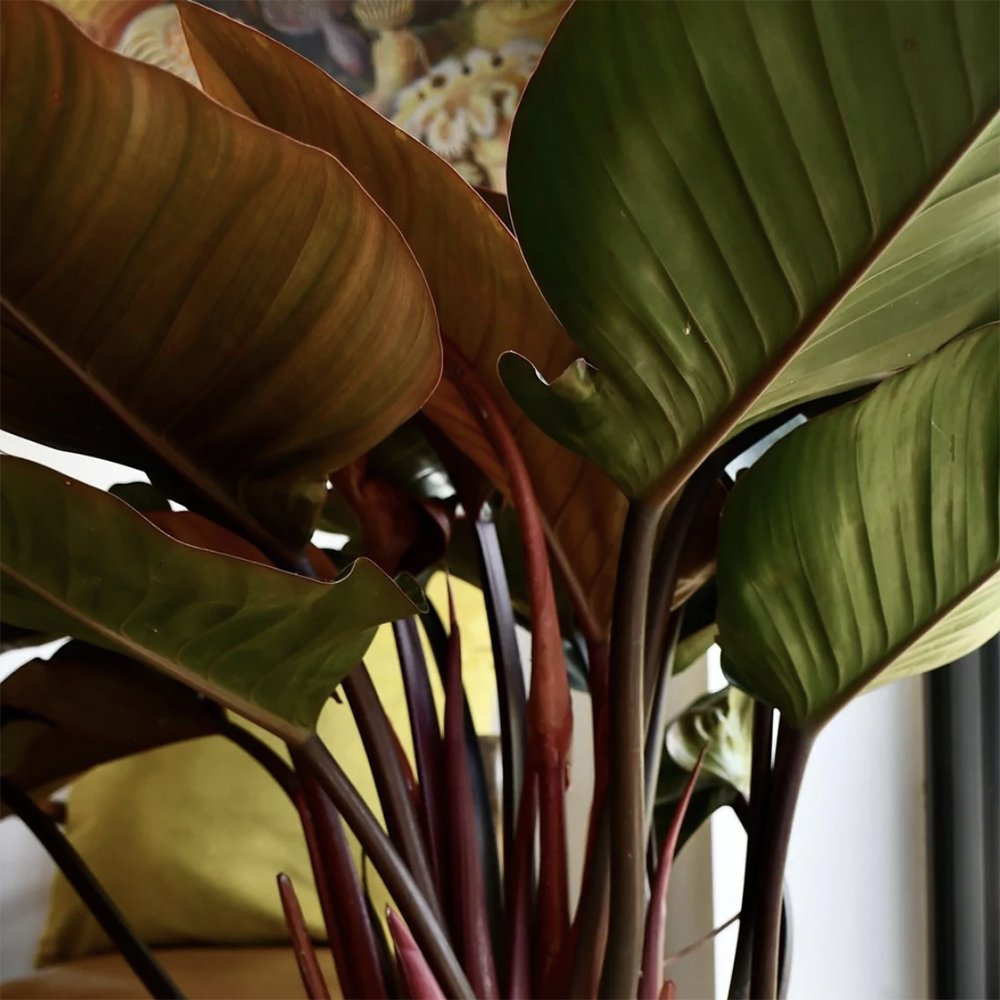 Philodendron Imperial Red - 45 cm