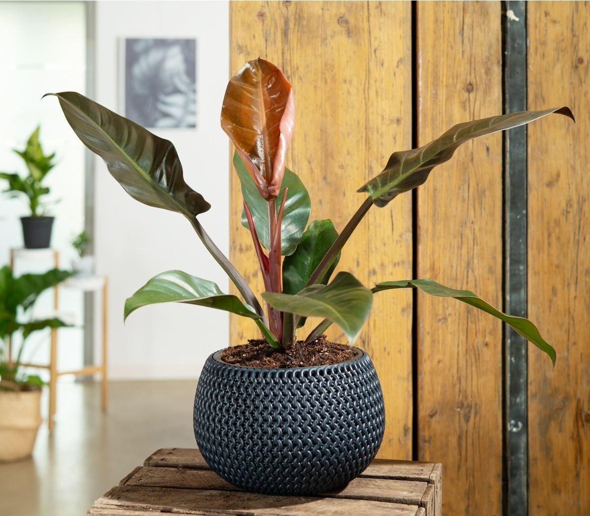 Philodendron Imperial Red - 45 cm