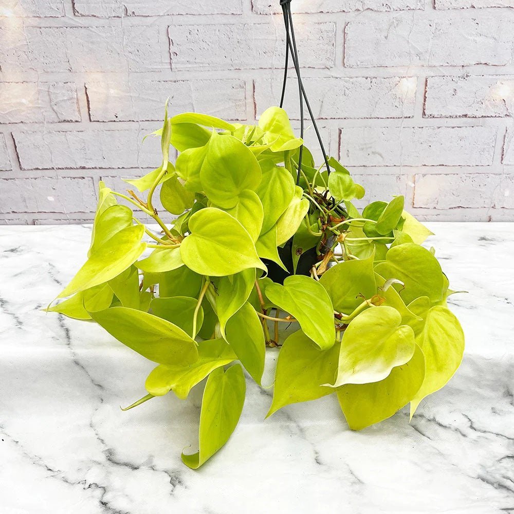 Philodendron Lime - 15 cm