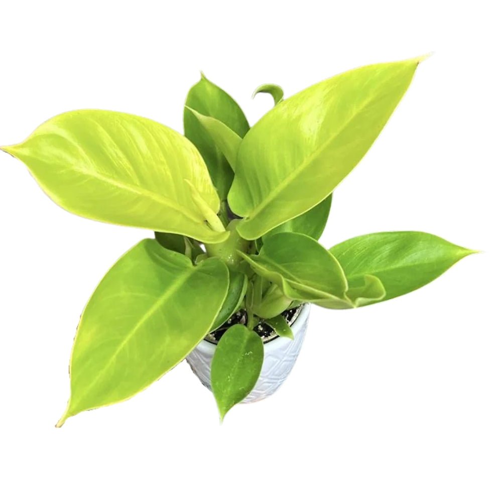Philodendron Moonshine - 30 cm