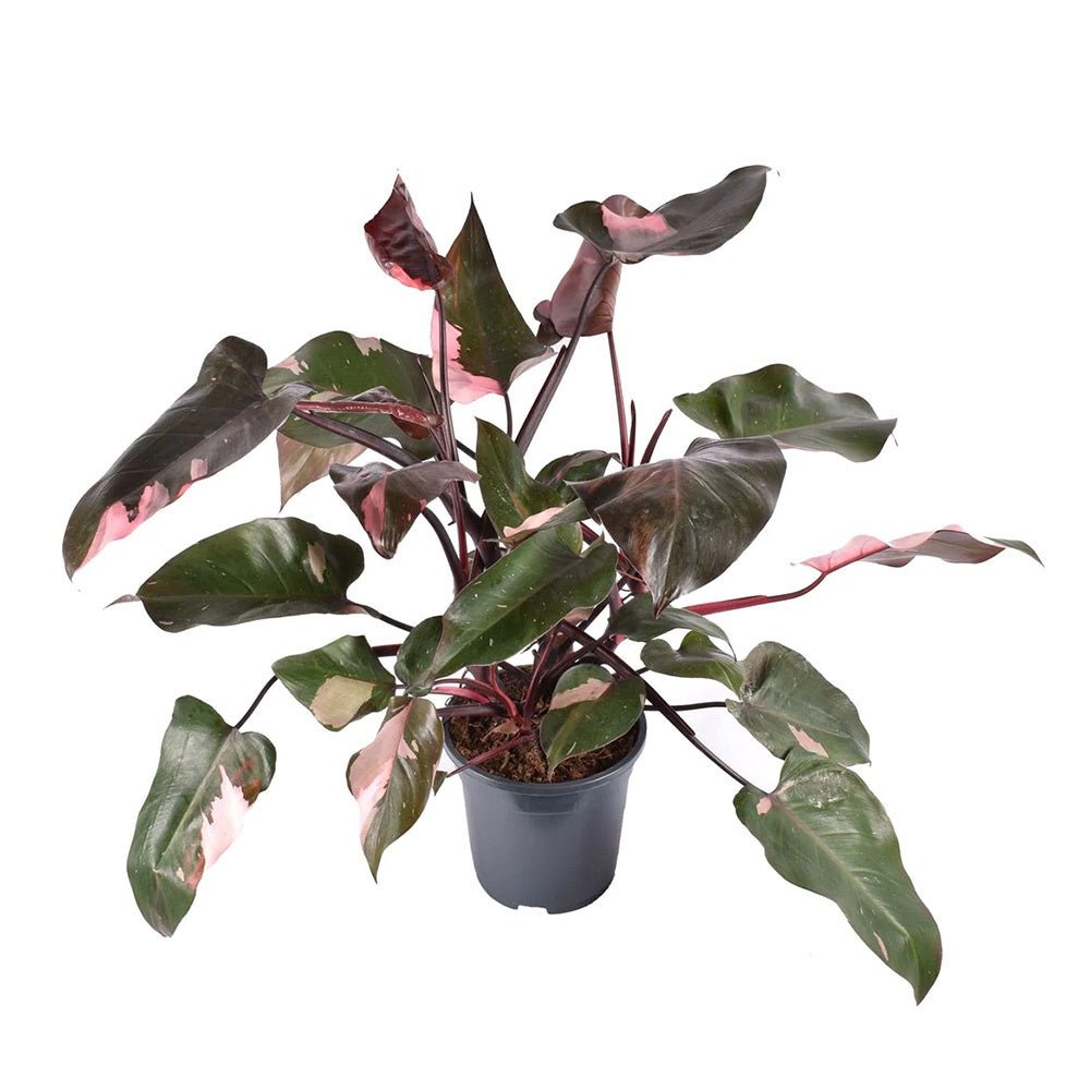 Philodendron Pink Princess - 25 cm