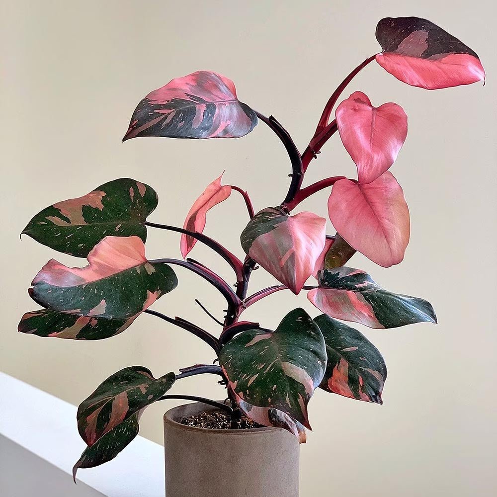 Philodendron Pink Princess - 25 cm