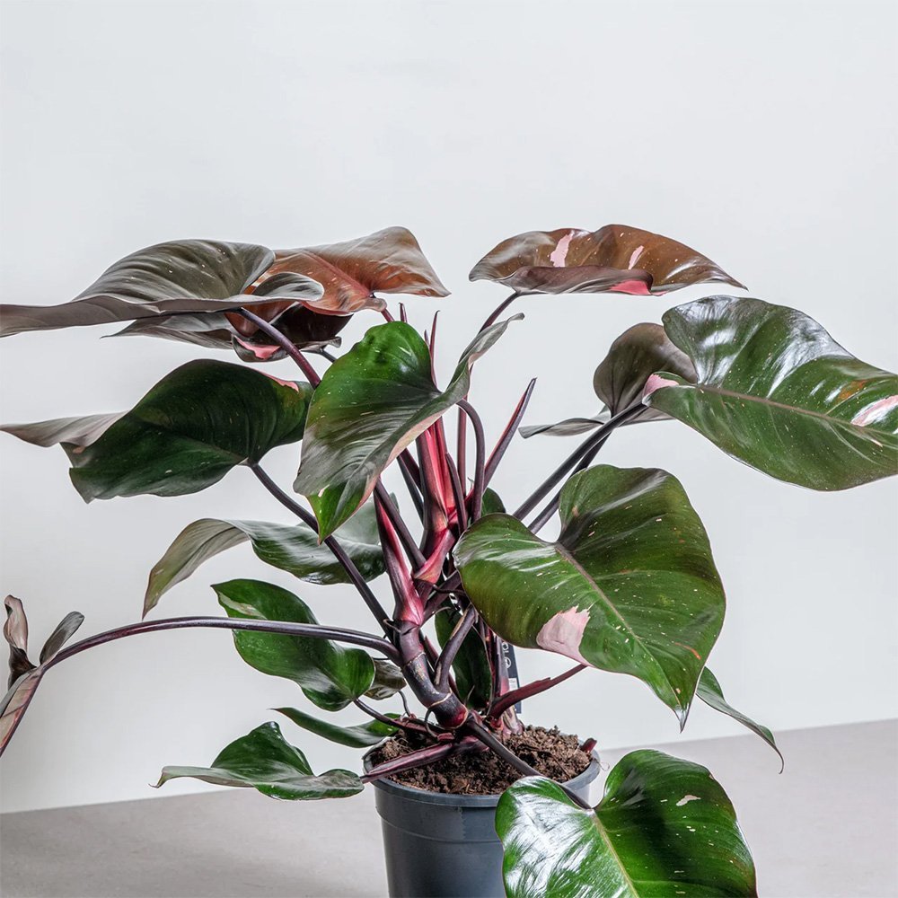 Philodendron Pink Princess - 25 cm