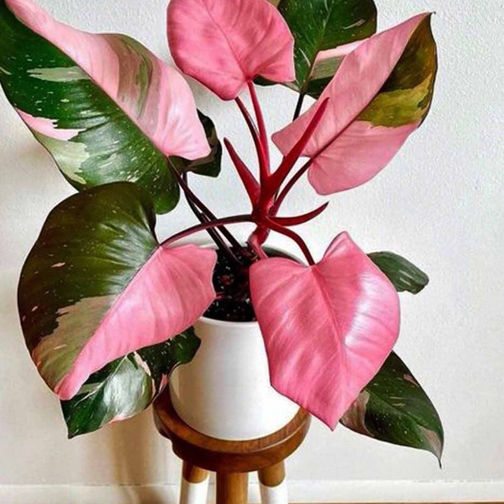 Philodendron Pink Princess - 40 cm