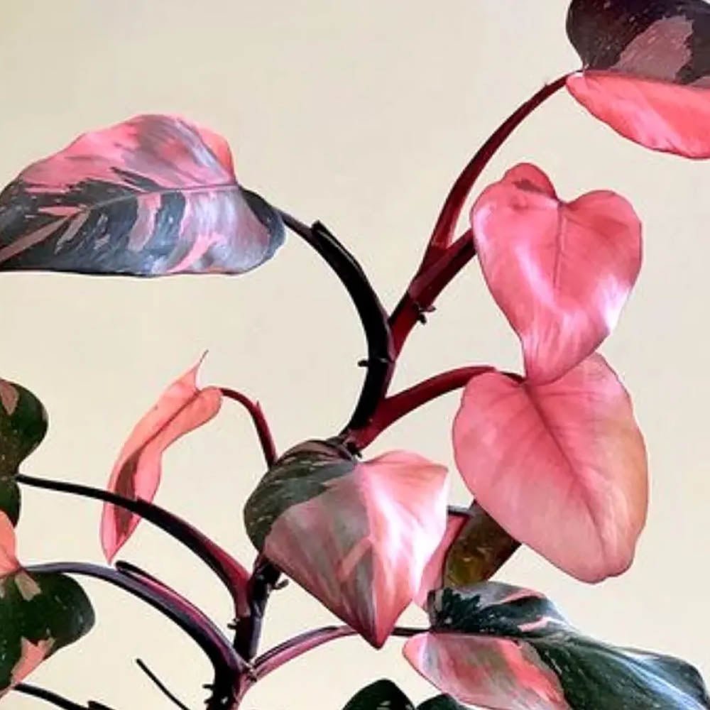 Philodendron Pink Princess – 50 см