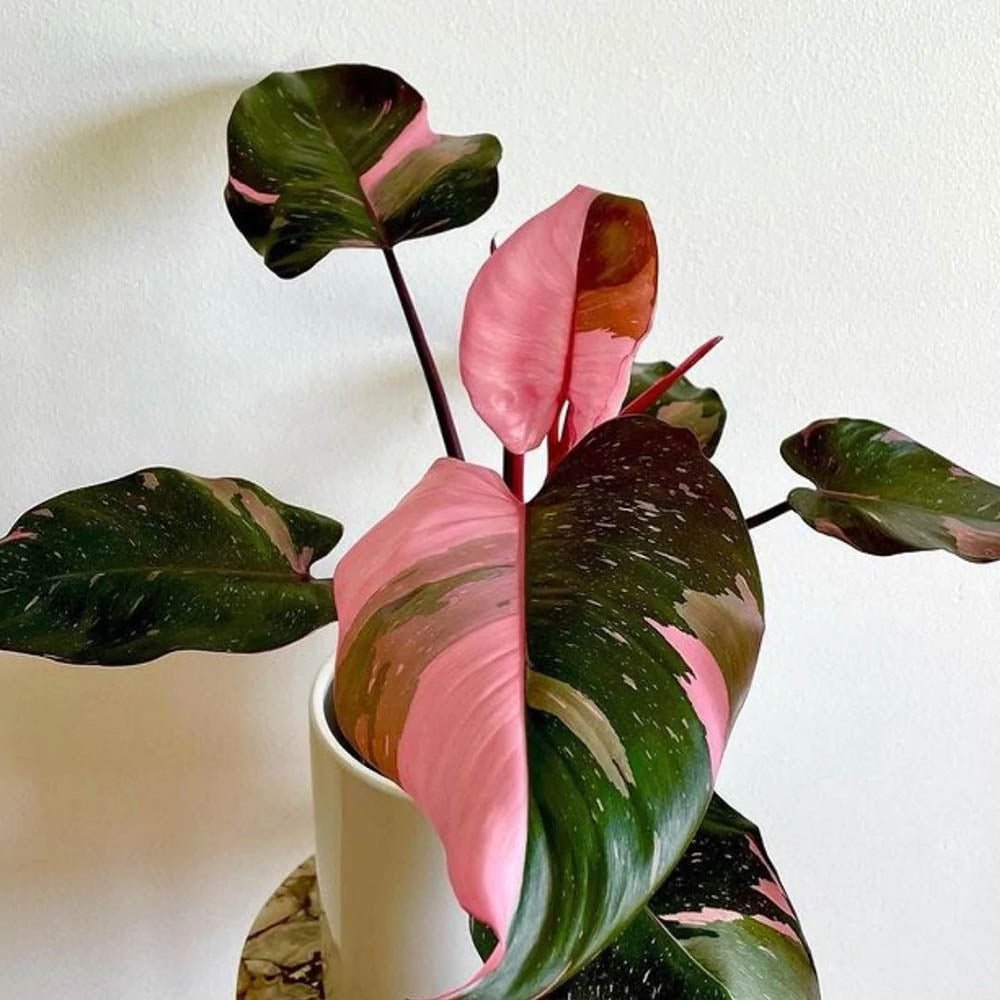 Philodendron Pink Princess - 40 cm