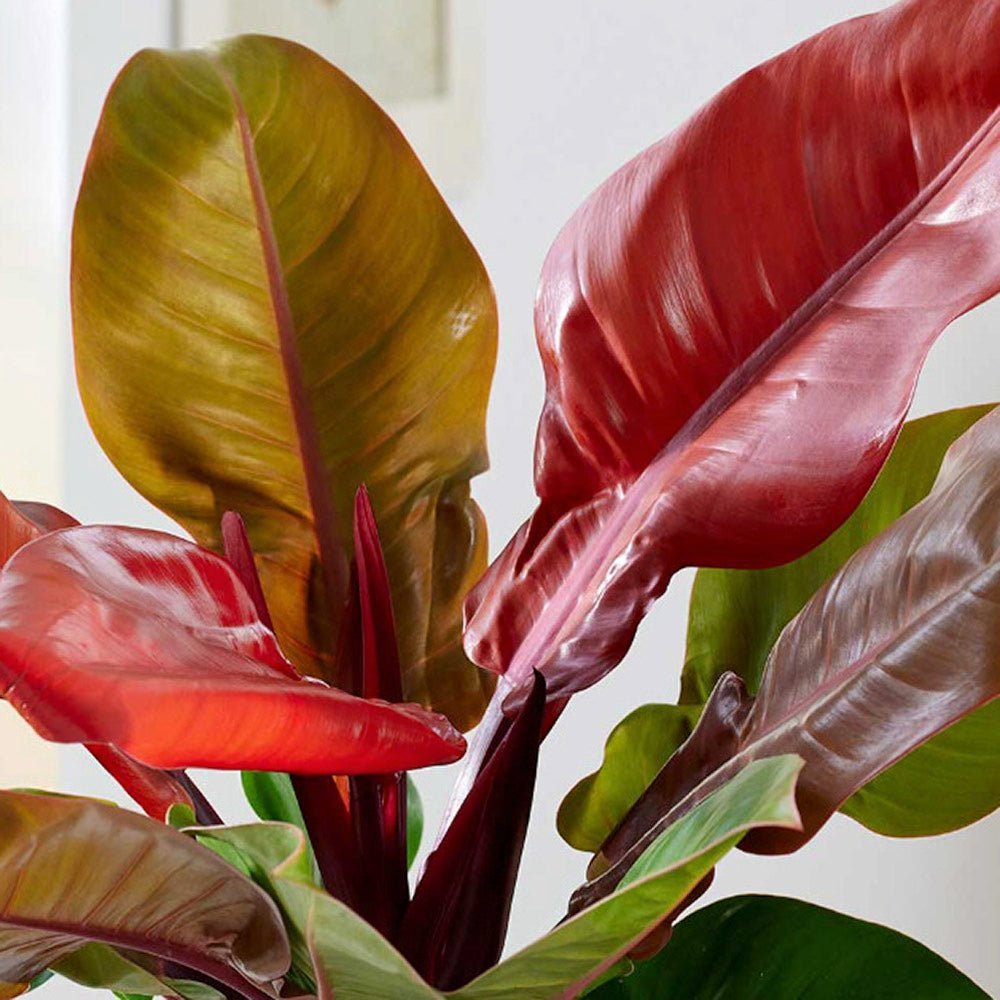 Philodendron Prince of Orange - 50 cm