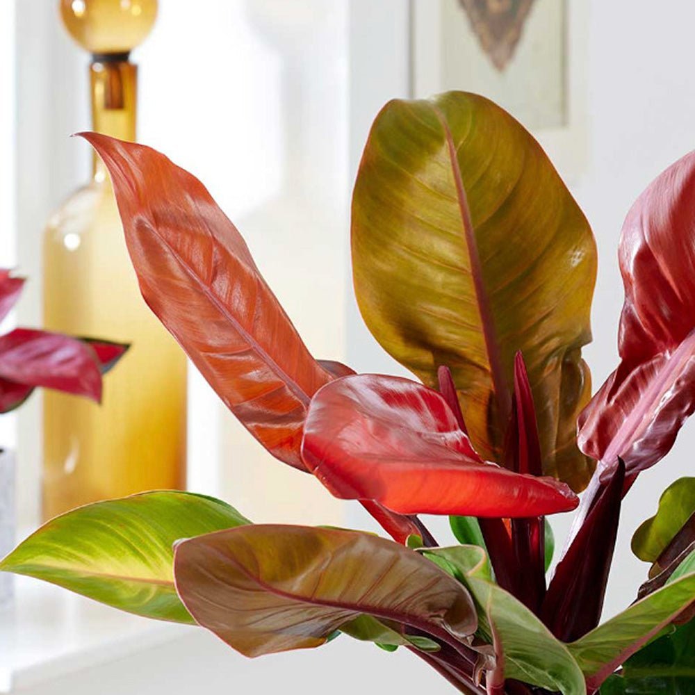 Philodendron Prince of Orange - 50 cm