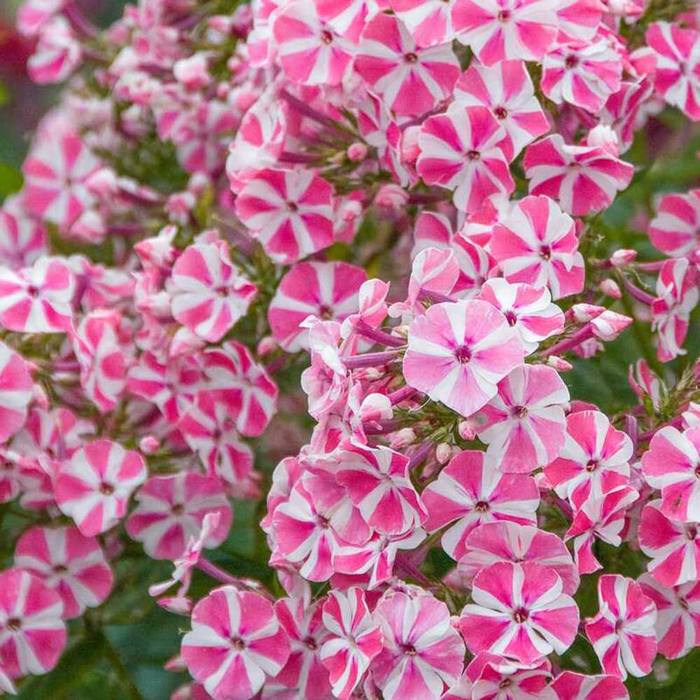 Флокс Phlox paniculata 'Peppermint Twist' – ароматни двуцветни цветя бяло-розово