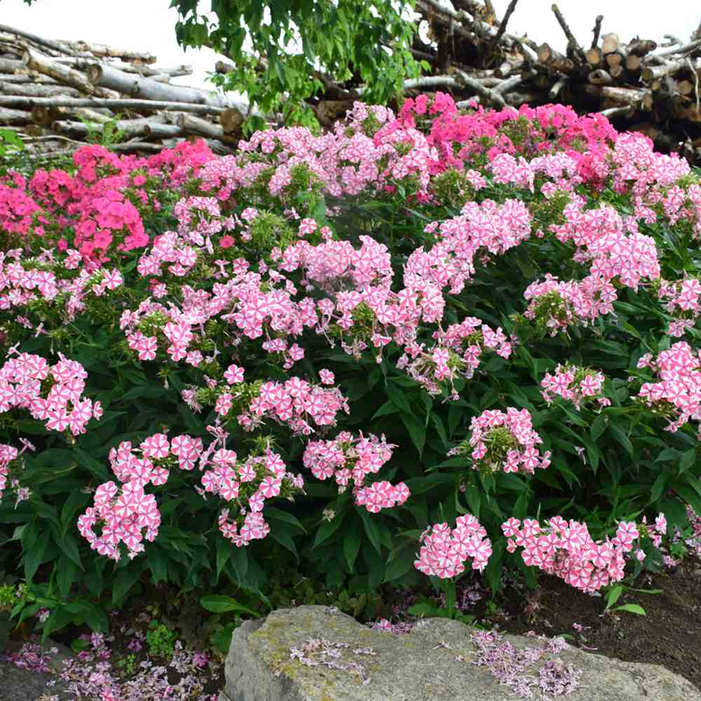 Флокс Phlox paniculata 'Peppermint Twist' – ароматни двуцветни цветя бяло-розово