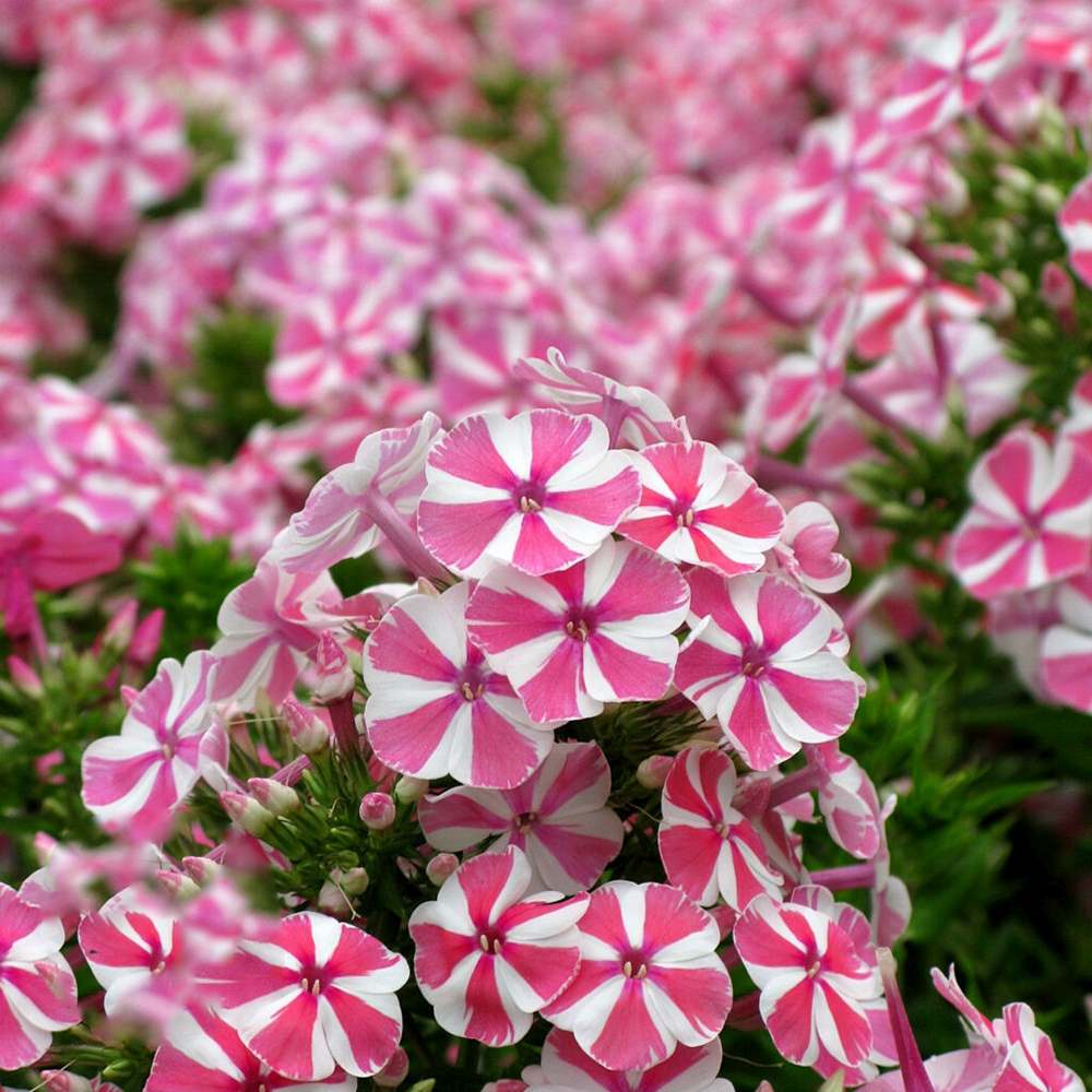 Флокс Phlox paniculata 'Peppermint Twist' – ароматни двуцветни цветя бяло-розово