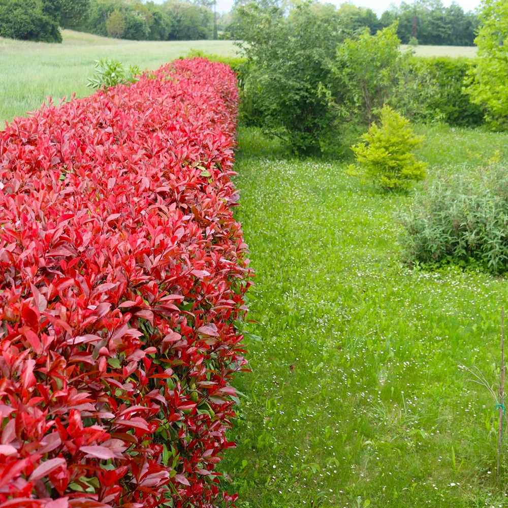 Photinia Carre Rouge, gard viu rosu vesnic verde