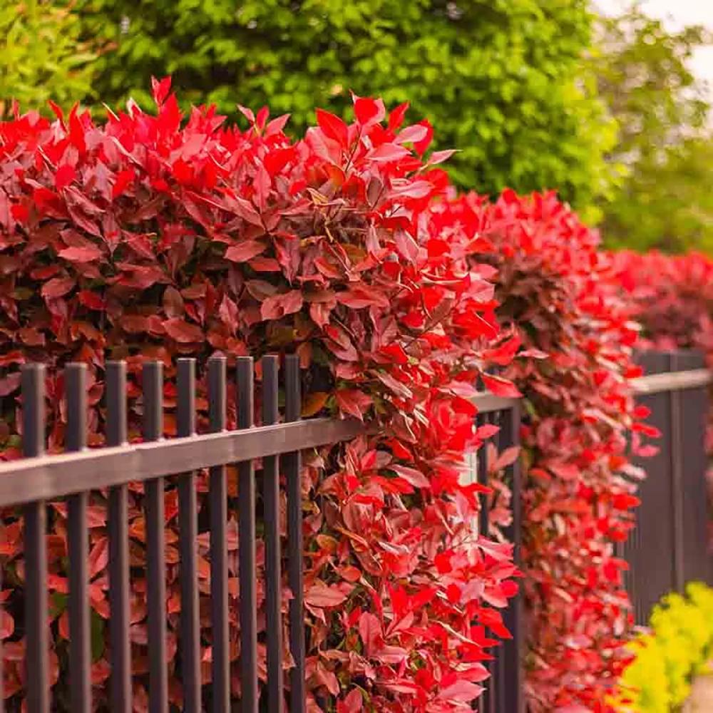 Photinia Carre Rouge, gard viu rosu vesnic verde