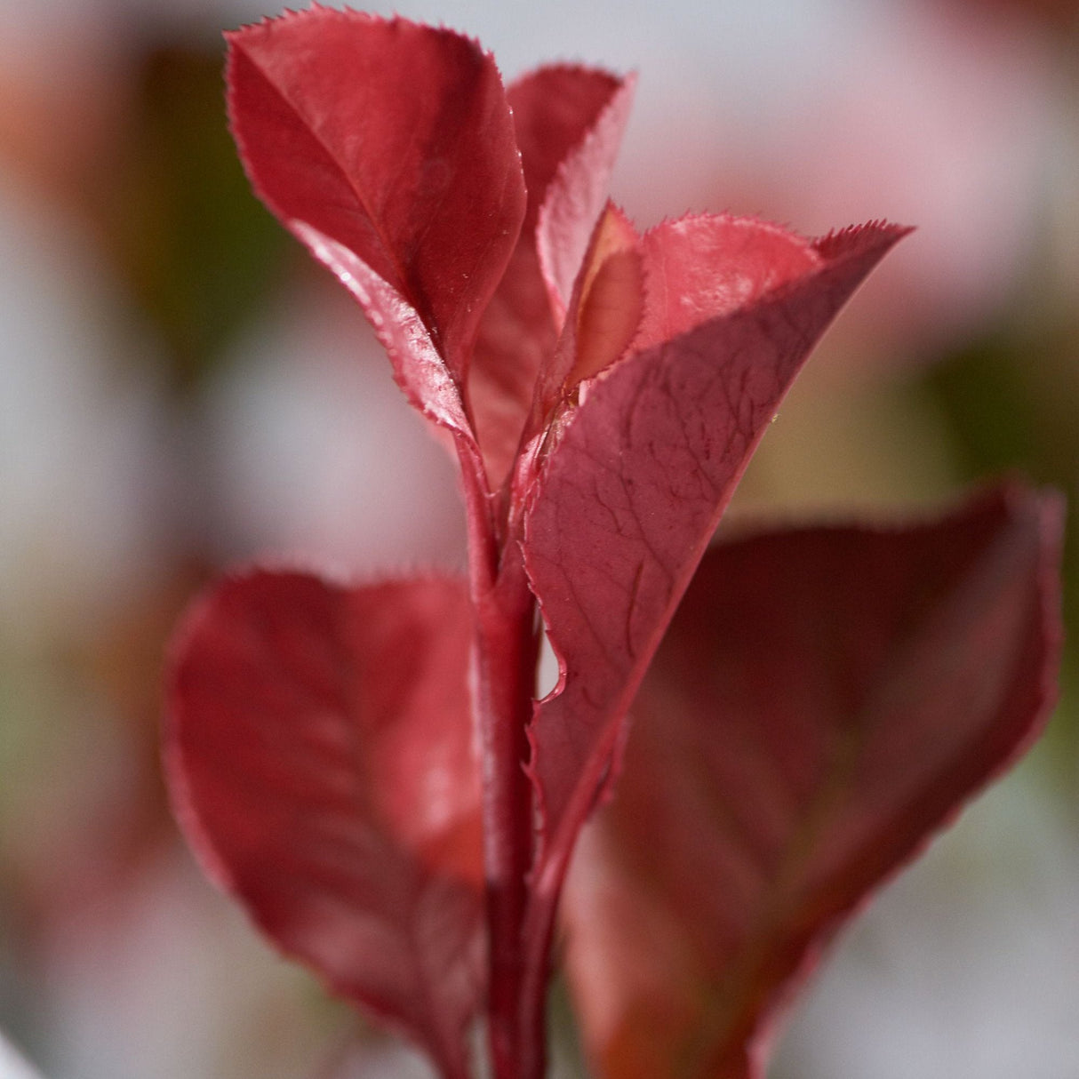 Photinia Red Robin, gard viu rosu vesnic verde