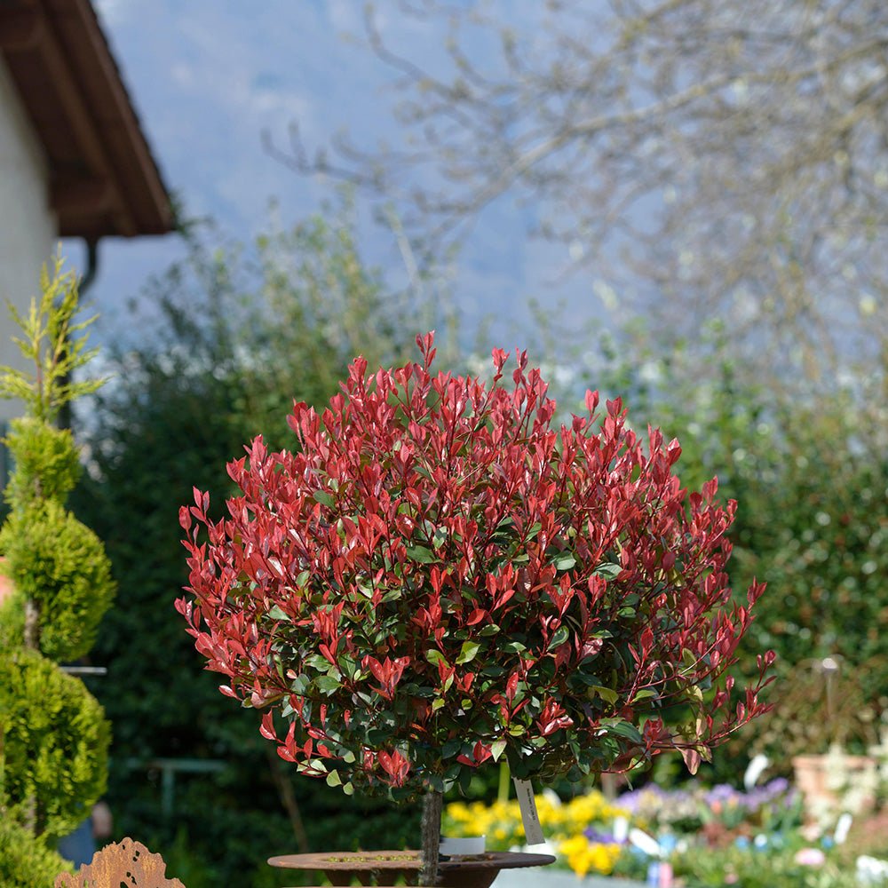 Photinia Red Robin, cu frunzis rosu, Tip Copac