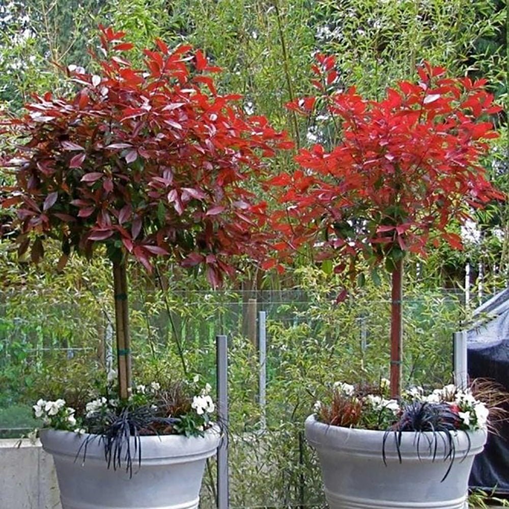 Photinia Red Robin, cu frunzis rosu, Tip Copac