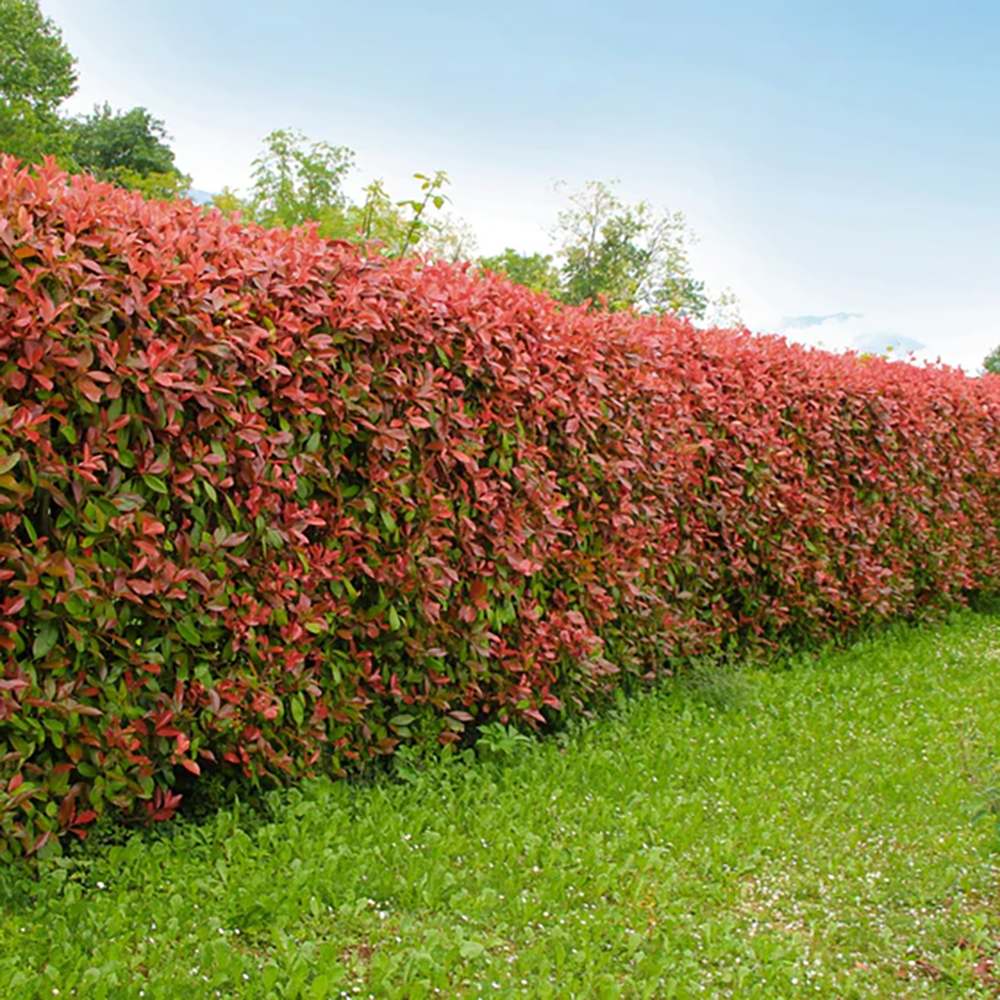 Photinia Red Robin, gard viu rosu vesnic verde