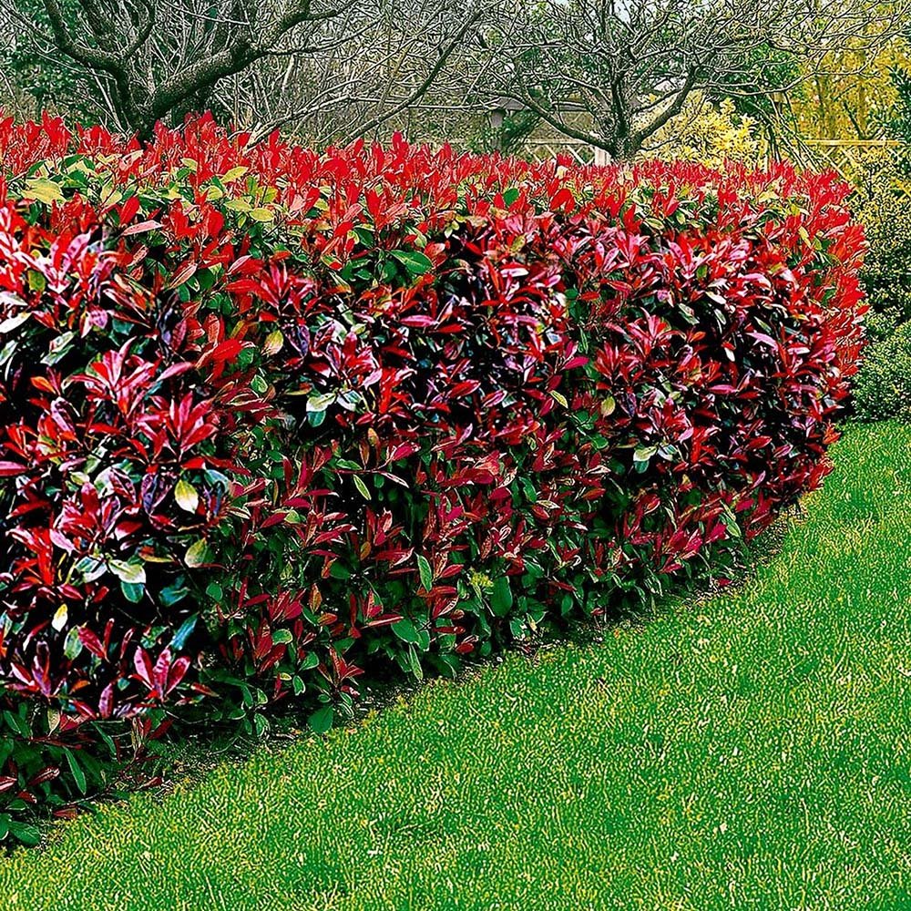 Photinia Red Robin, gard viu rosu vesnic verde