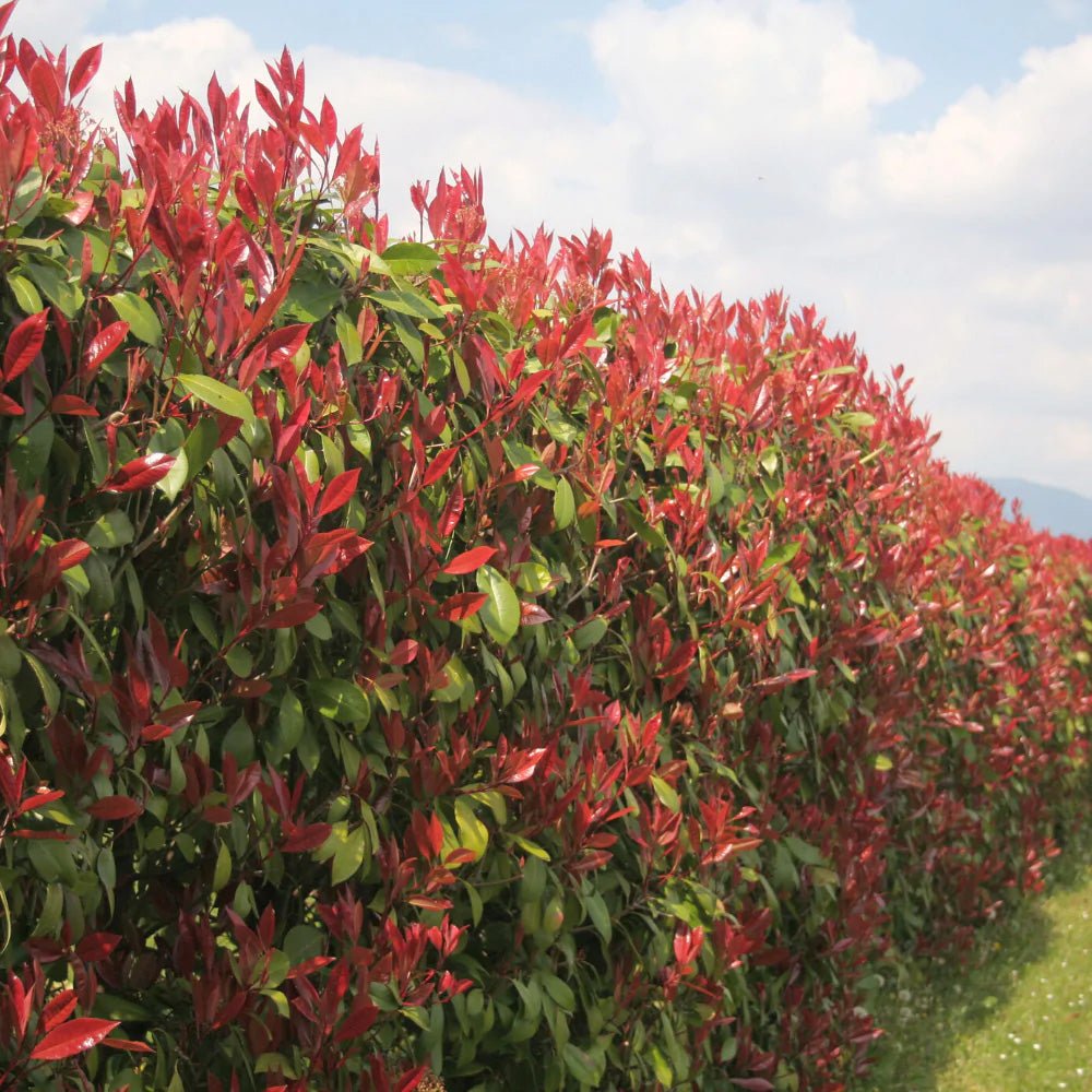 Photinia Red Robin, gard viu rosu vesnic verde
