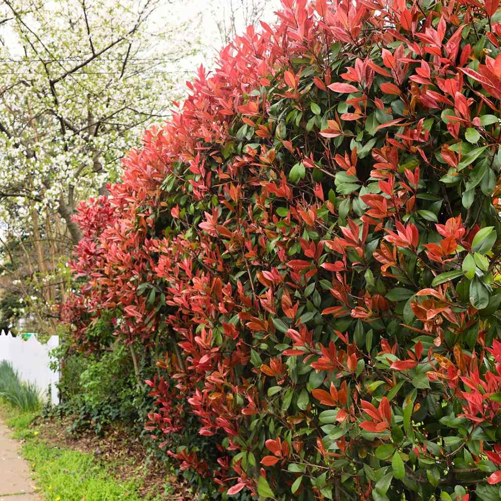 Photinia Red Robin, gard viu rosu vesnic verde