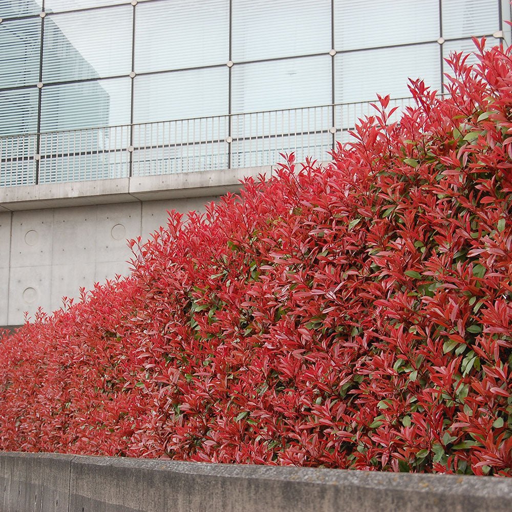 Photinia Red Robin, gard viu rosu vesnic verde
