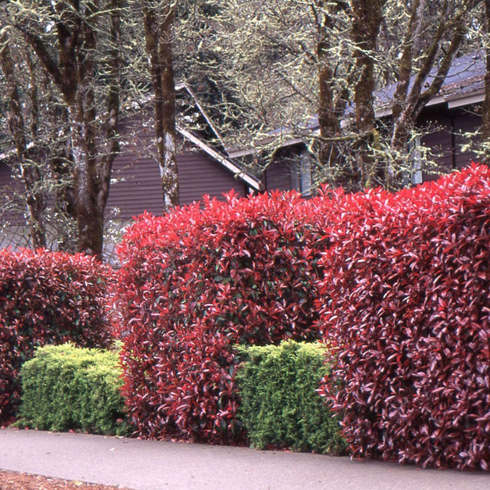 Photinia Red Robin, gard viu rosu vesnic verde