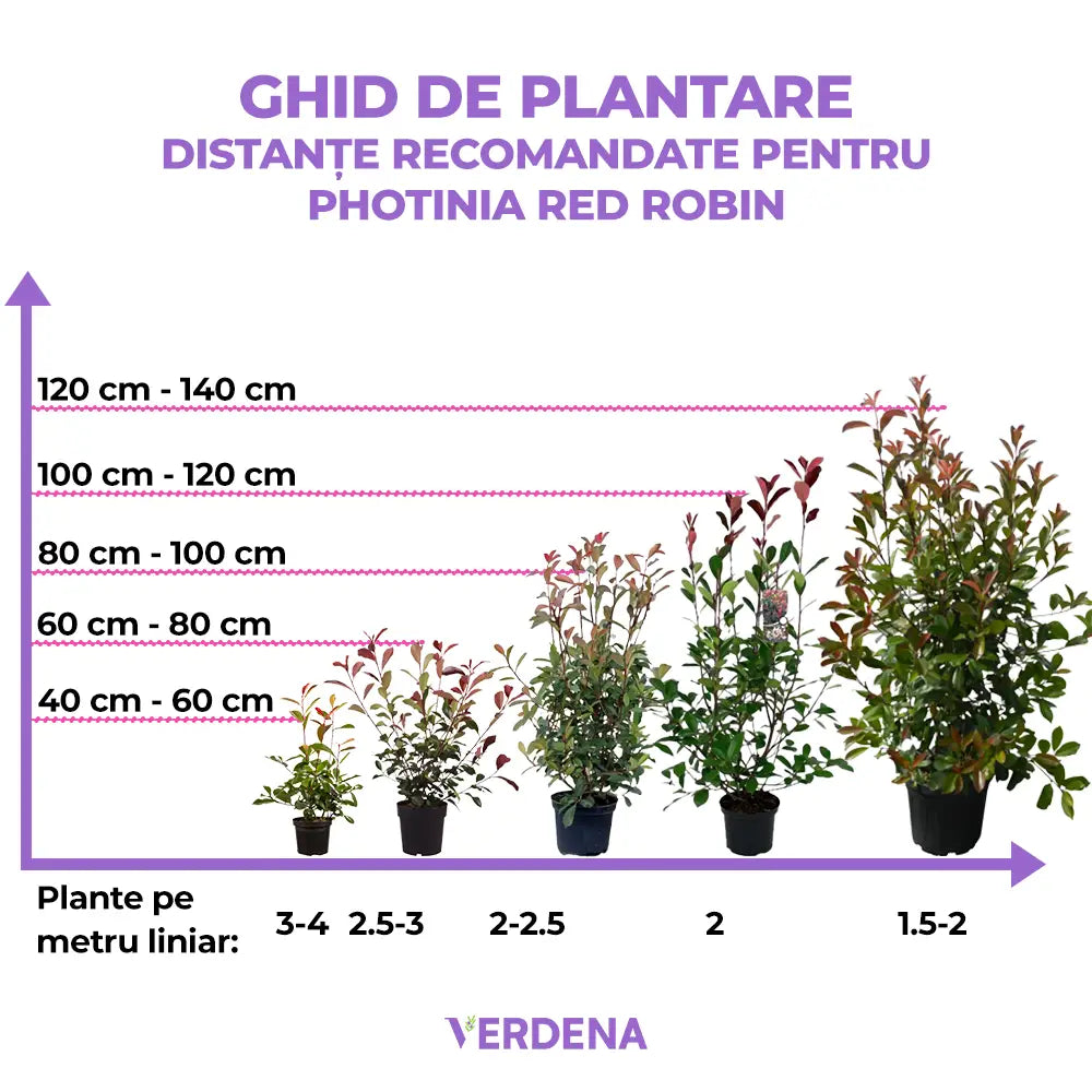 Photinia Red Robin, gard viu rosu vesnic verde, rezistent la frig si la seceta